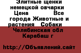 Элитные щенки немецкой овчарки › Цена ­ 30 000 - Все города Животные и растения » Собаки   . Челябинская обл.,Карабаш г.
